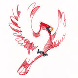 Contours of Beauty Cardinal