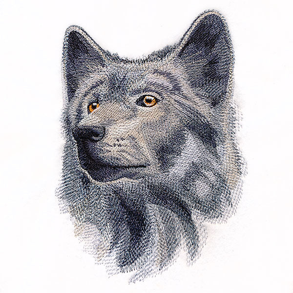 Wild Wolf Portrait
