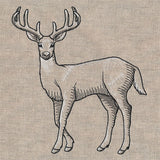 Wild Deer Etching