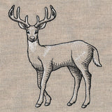 Wild Deer Etching