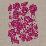 Morning Glory Feature