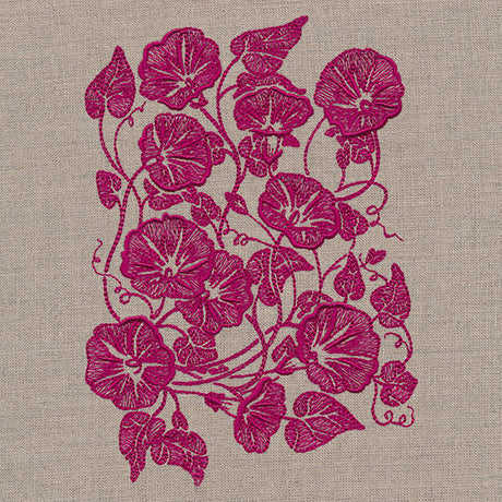 Morning Glory Feature