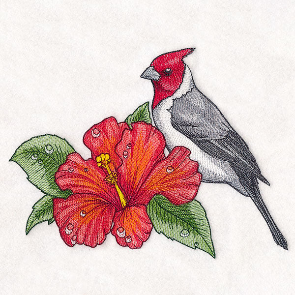 Blooming
Hibiscus and Red-crested Cardinal