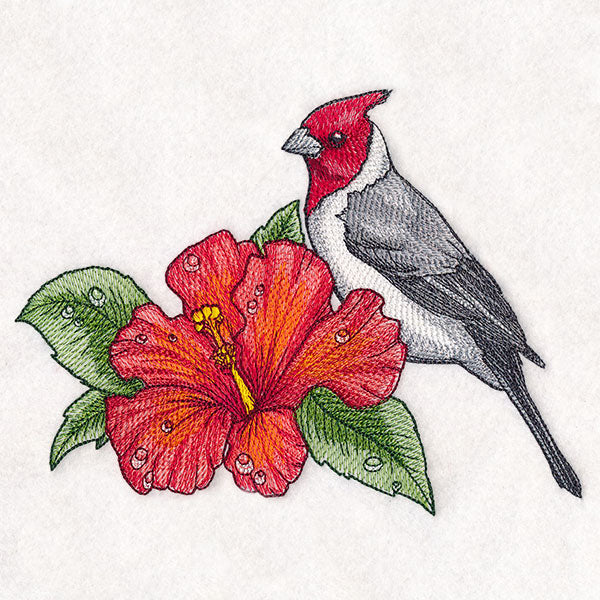 Blooming
Hibiscus and Red-crested Cardinal