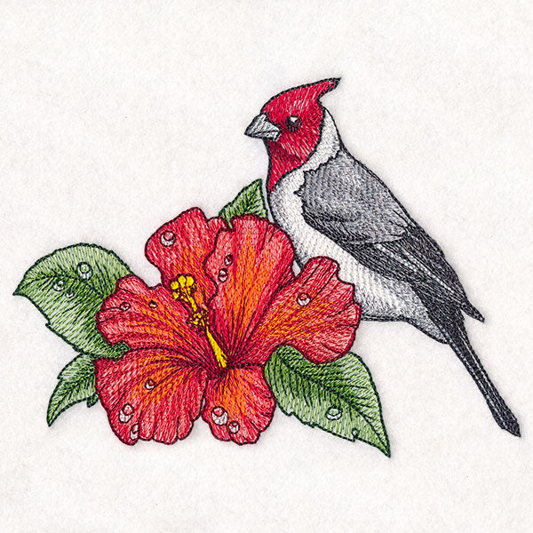 Blooming
Hibiscus and Red-crested Cardinal