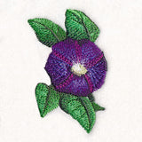 Lively Morning Glory