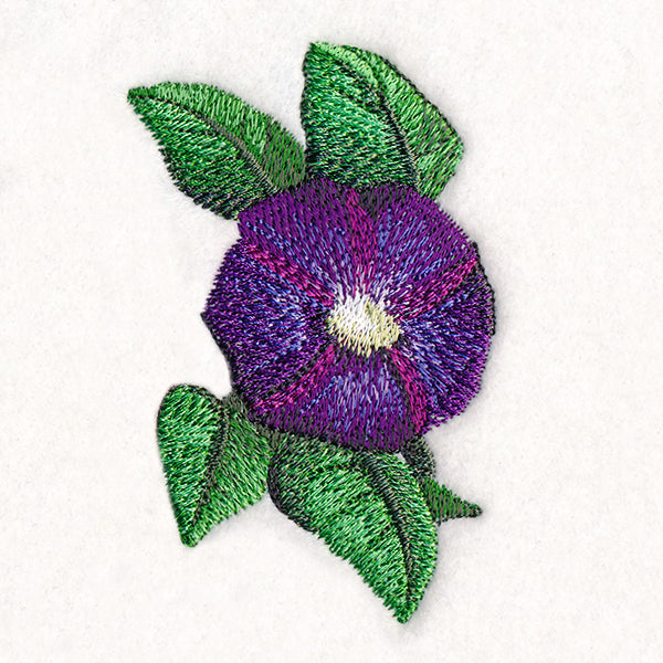 Lively Morning Glory