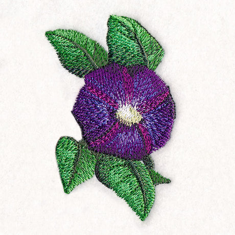 Lively Morning Glory