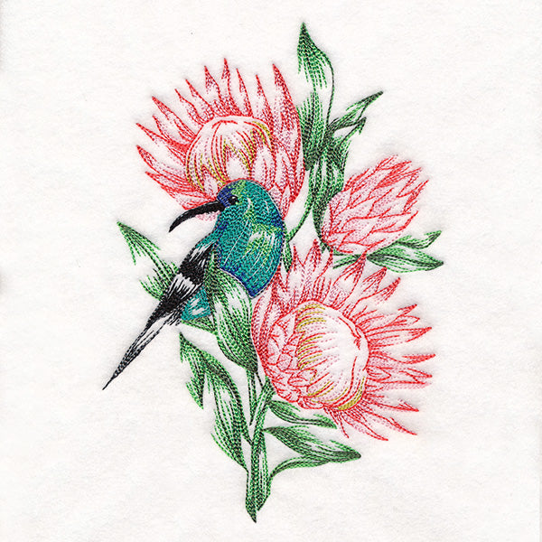 Contours of Beauty Protea and Malachite Sunbird