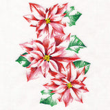 Contours of Beauty Poinsettias