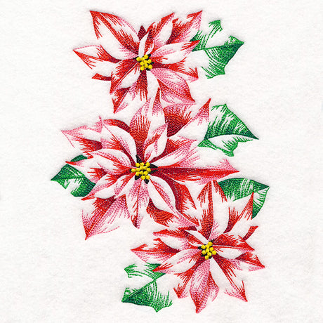 Contours of Beauty Poinsettias