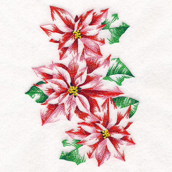 Contours of Beauty Poinsettias