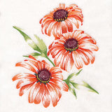 Contours of Beauty Coneflowers