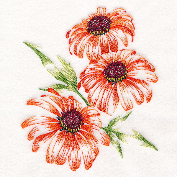 Contours of Beauty Coneflowers