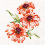 Contours of Beauty Coneflowers