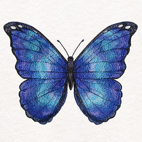 Textured & Lovely Blue Morpho Butterfly