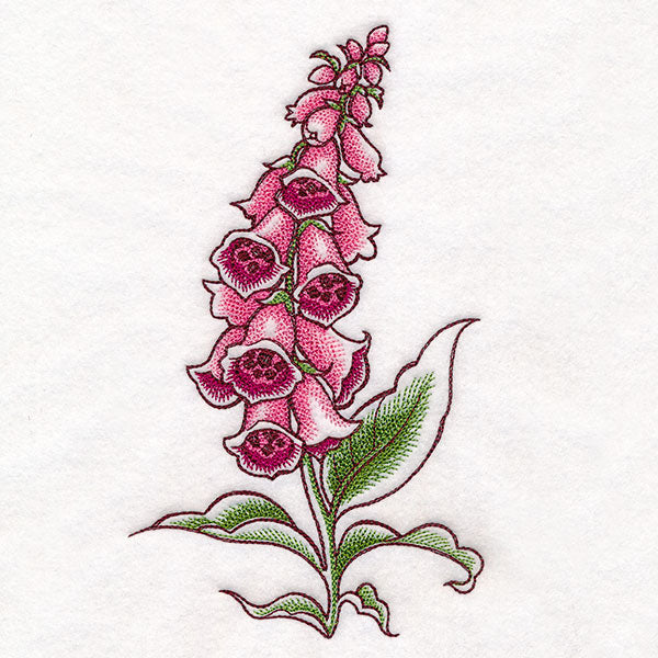 Foxglove in Bloom