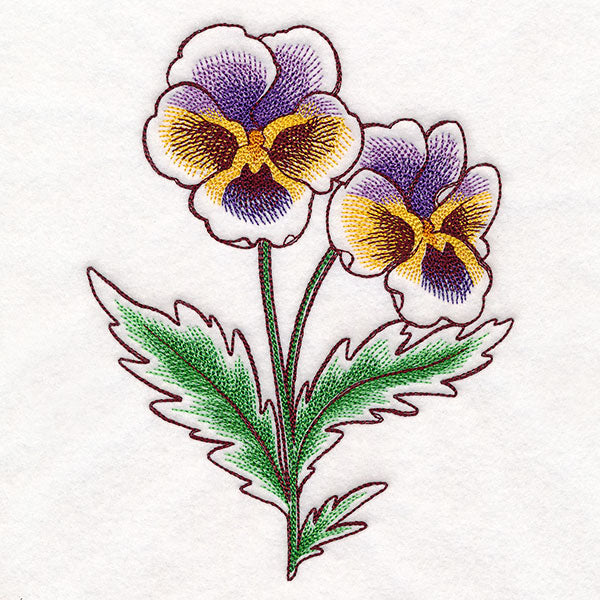 Pansy in Bloom