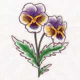 Pansy in Bloom
