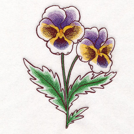 Pansy in Bloom