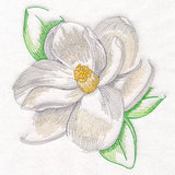 Contours of Beauty Magnolia