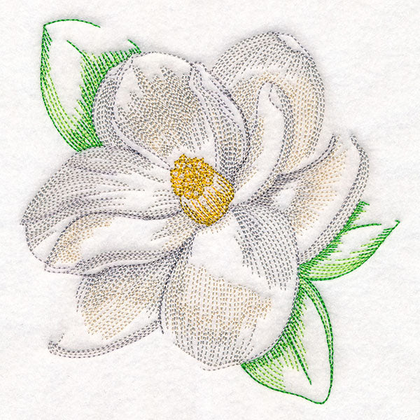 Contours of Beauty Magnolia