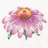 Contours of Beauty Echinacea