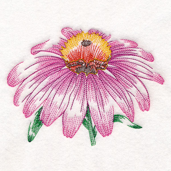 Contours of Beauty Echinacea