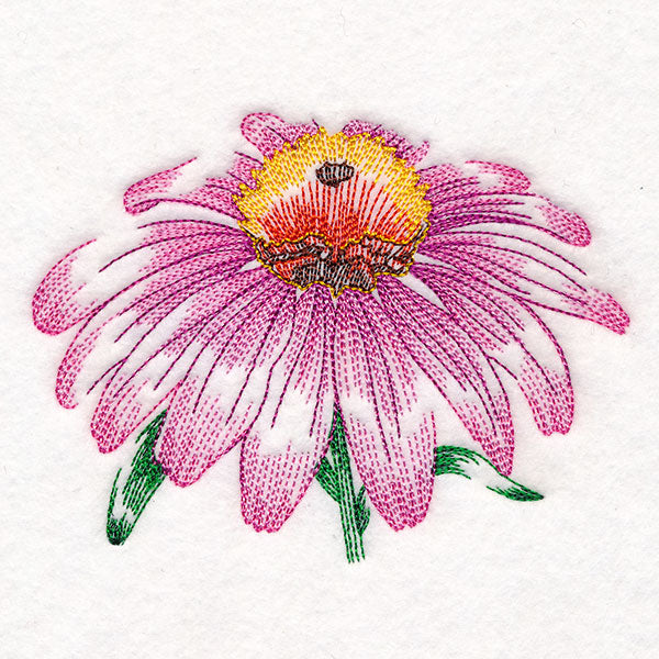 Contours of Beauty Echinacea