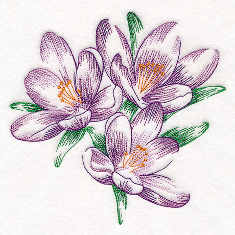 Contours of Beauty Crocus