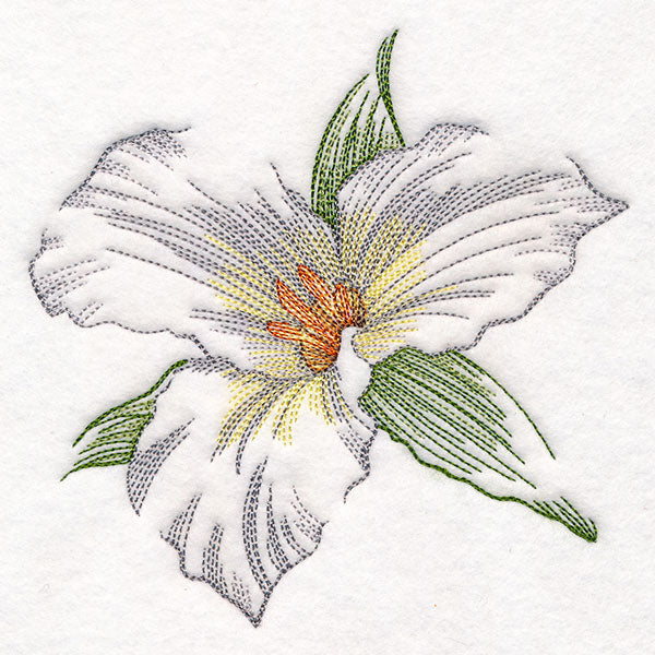 Contours of Beauty Trillium