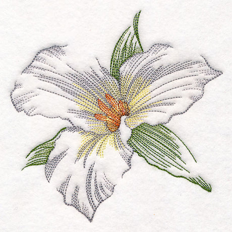 Contours of Beauty Trillium