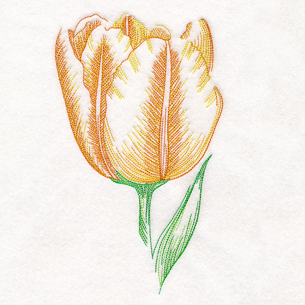 Contours of Beauty Tulip