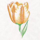 Contours of Beauty Tulip