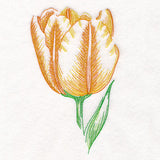 Contours of Beauty Tulip