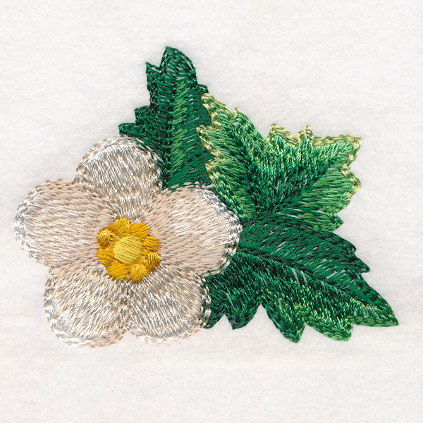 Sweet as Can Be - Flower