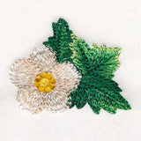 Sweet as Can Be - Flower