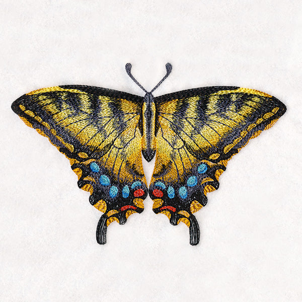 Swallowtail Specimen