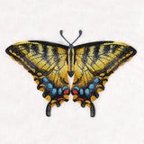 Swallowtail Specimen