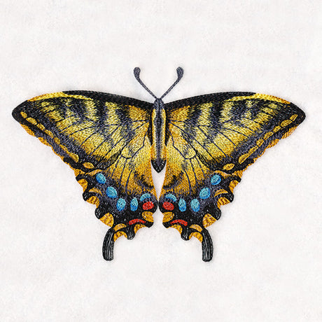 Swallowtail Specimen