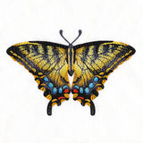 Swallowtail Specimen