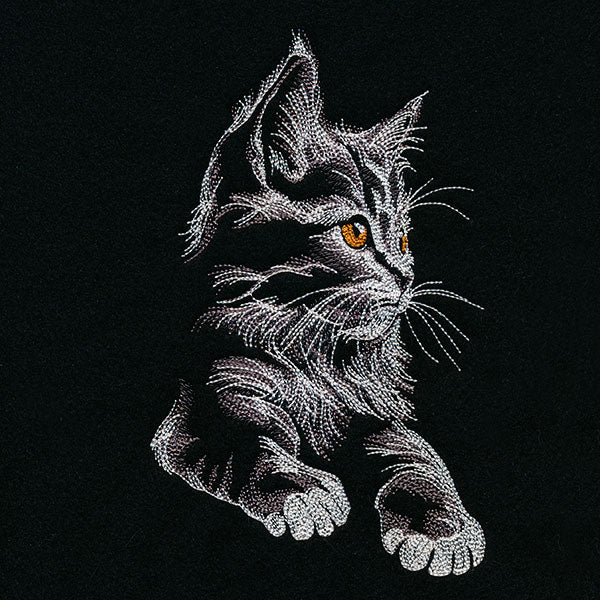 Majestic Gaze Kitten