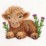 Sweet Highland Calf