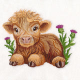 Sweet Highland Calf