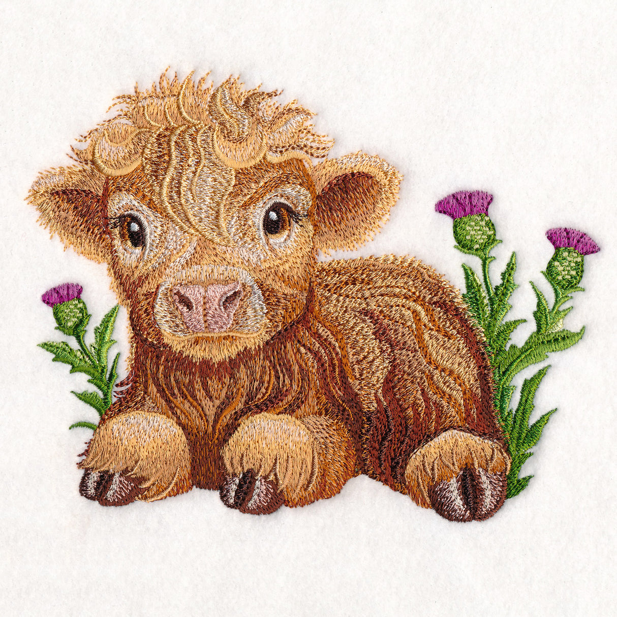 Sweet Highland Calf