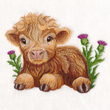 Sweet Highland Calf