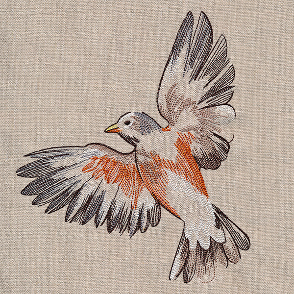 Contours of Beauty Robin