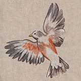 Contours of Beauty Robin