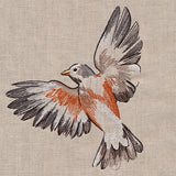 Contours of Beauty Robin