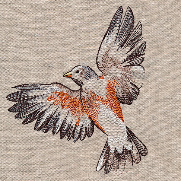 Contours of Beauty Robin